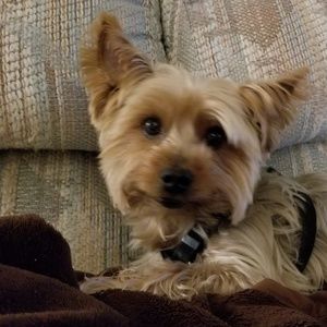 Meet your Posher, Robin